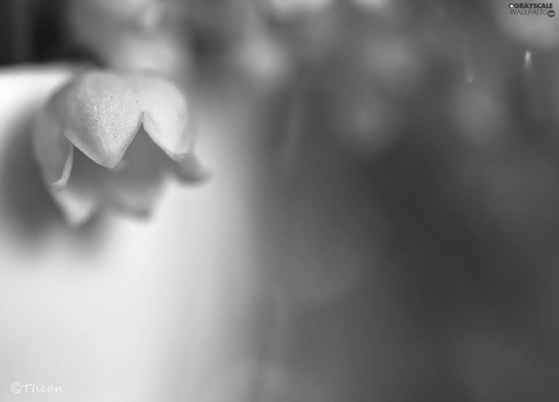 lily of the Valley, Colourfull Flowers, Spring, White