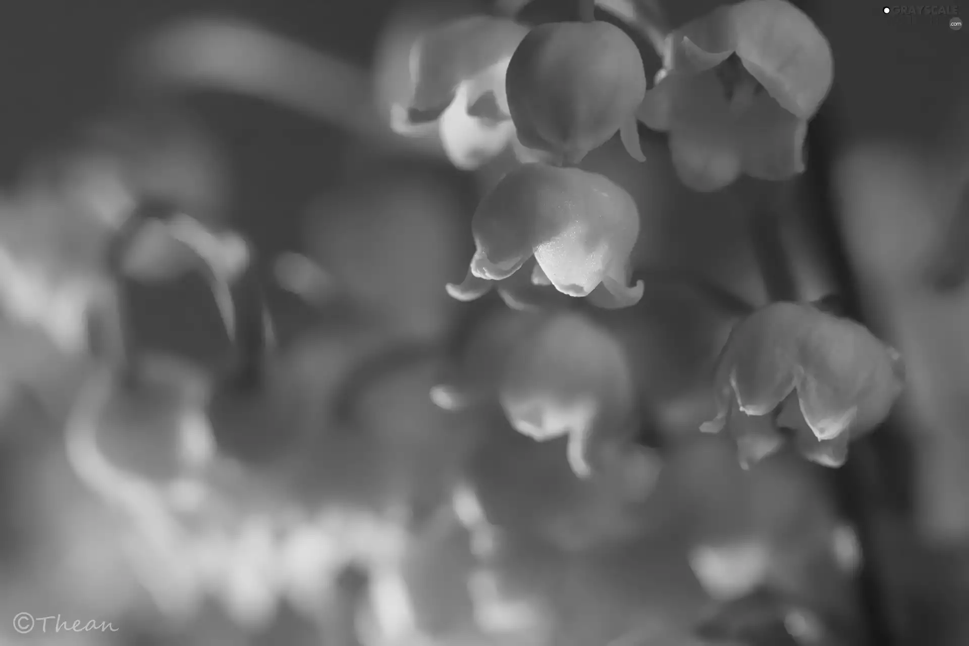 lily of the Valley, Colourfull Flowers, Spring, White