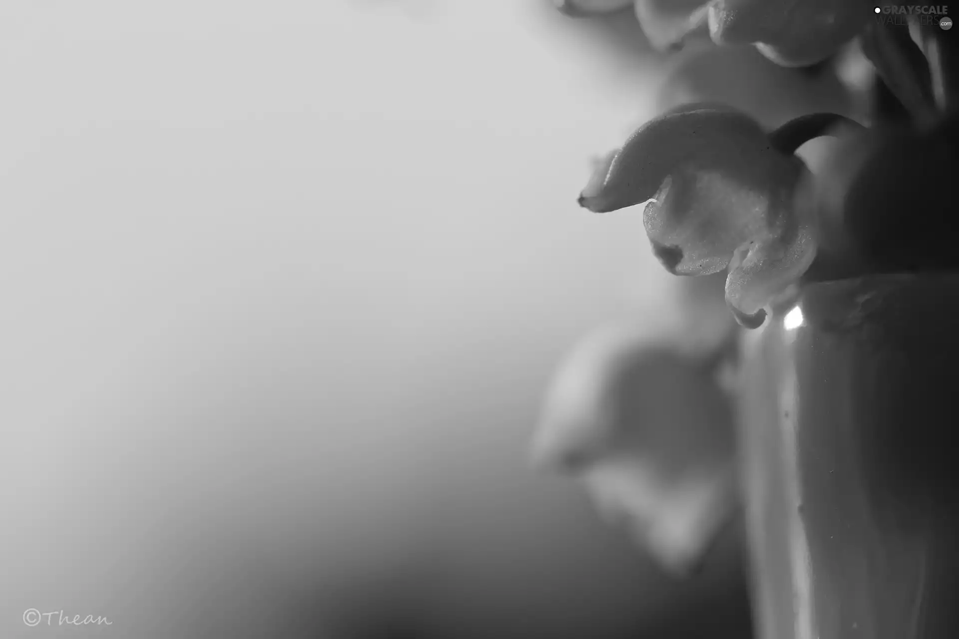 lily of the Valley, Colourfull Flowers, Spring, White