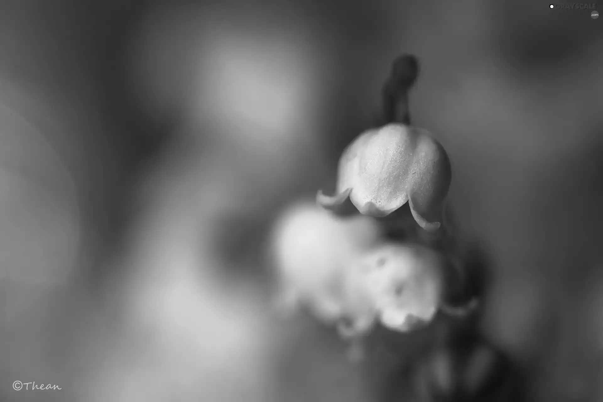 lily of the Valley, Colourfull Flowers, Spring, White