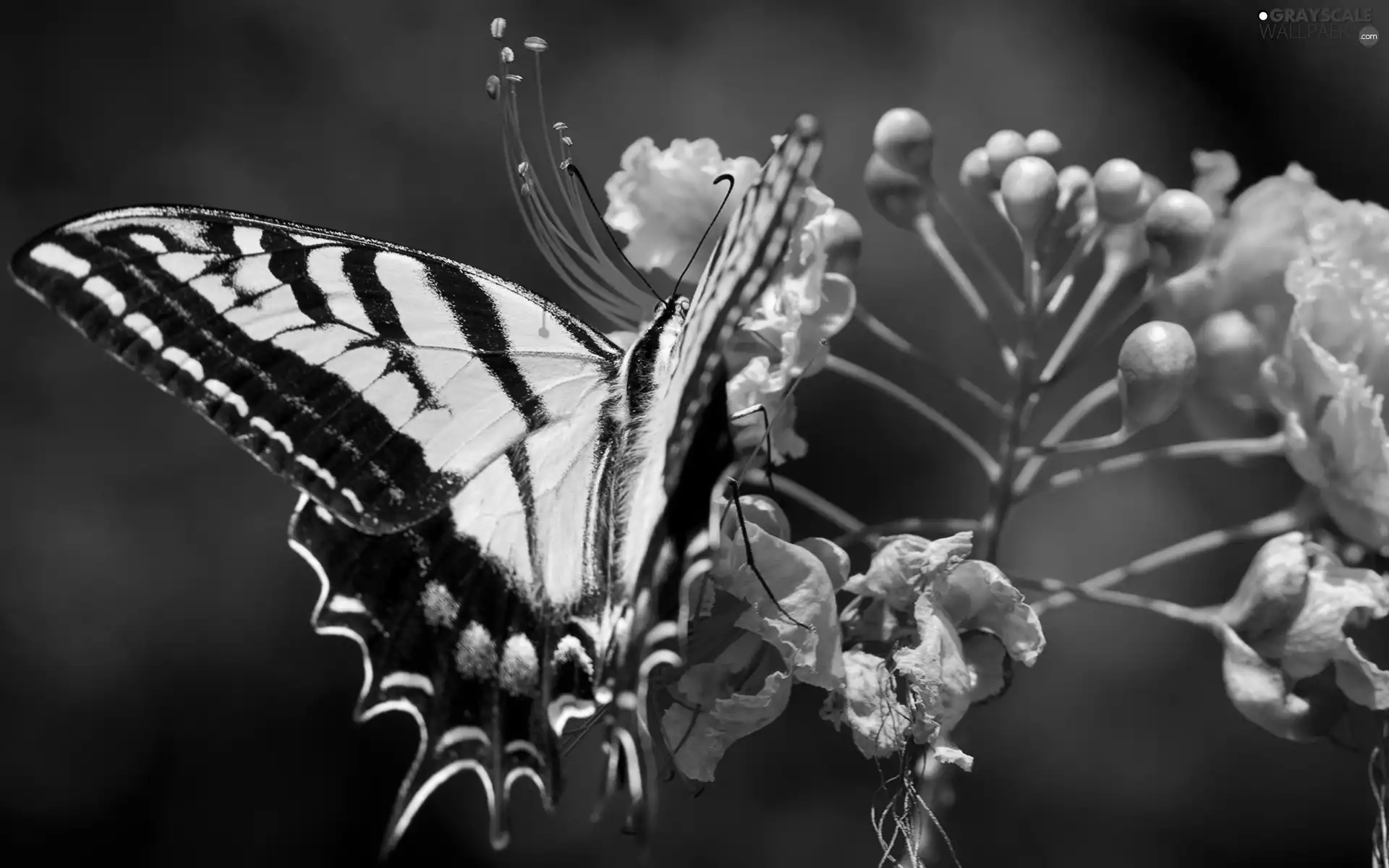yellow, butterfly, Colourfull Flowers, Black