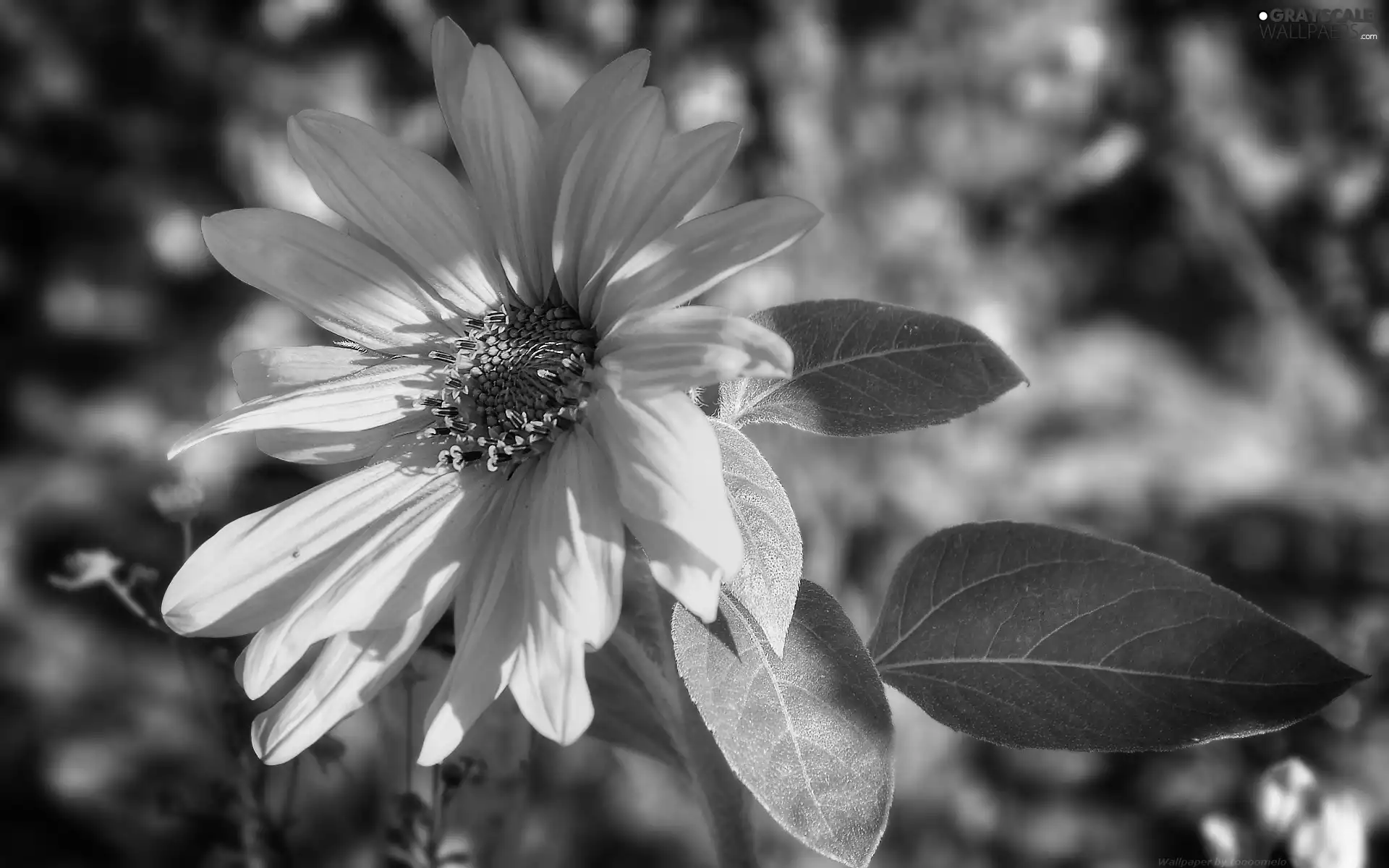Yellow, Sunflower, Colourfull Flowers