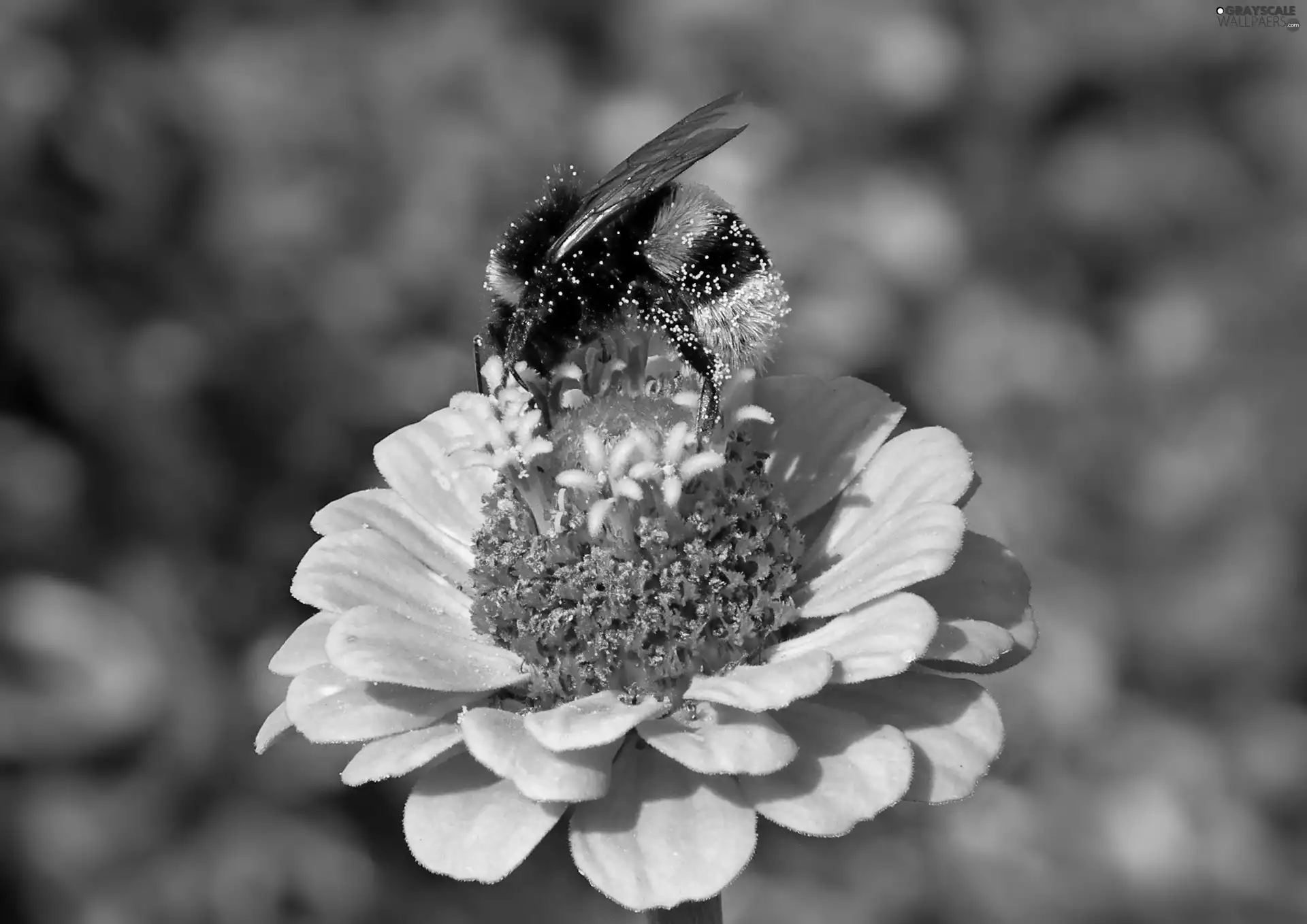 zinnia, dumbledor, Colourfull Flowers