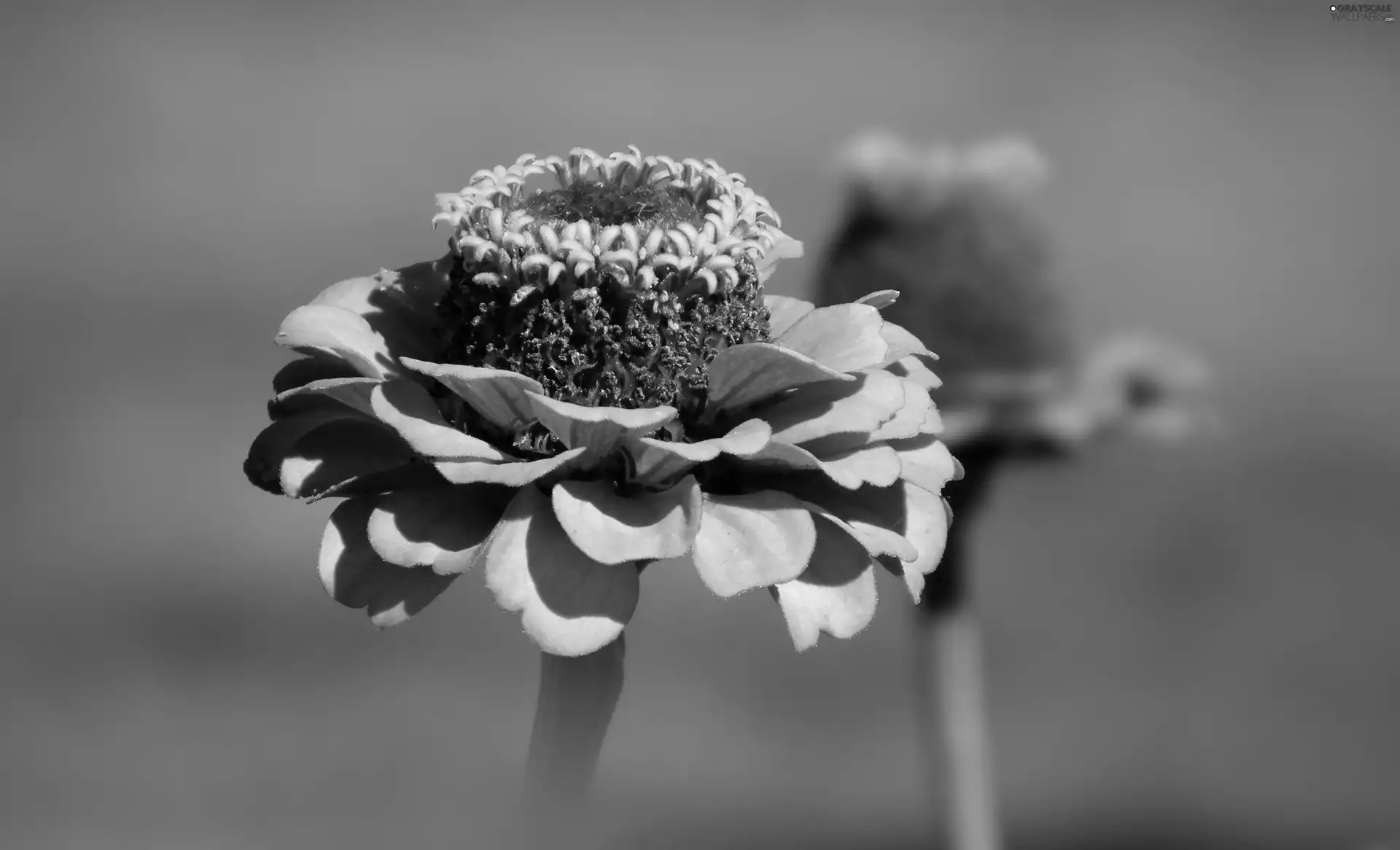 zinnia, nature, Colourfull Flowers