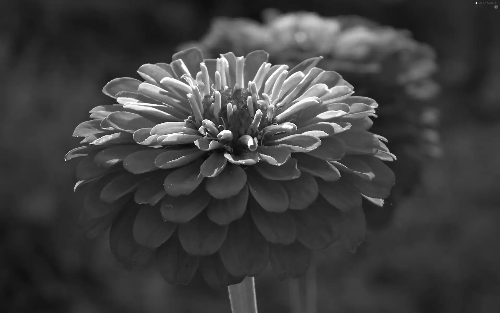 zinnia, nature, Colourfull Flowers