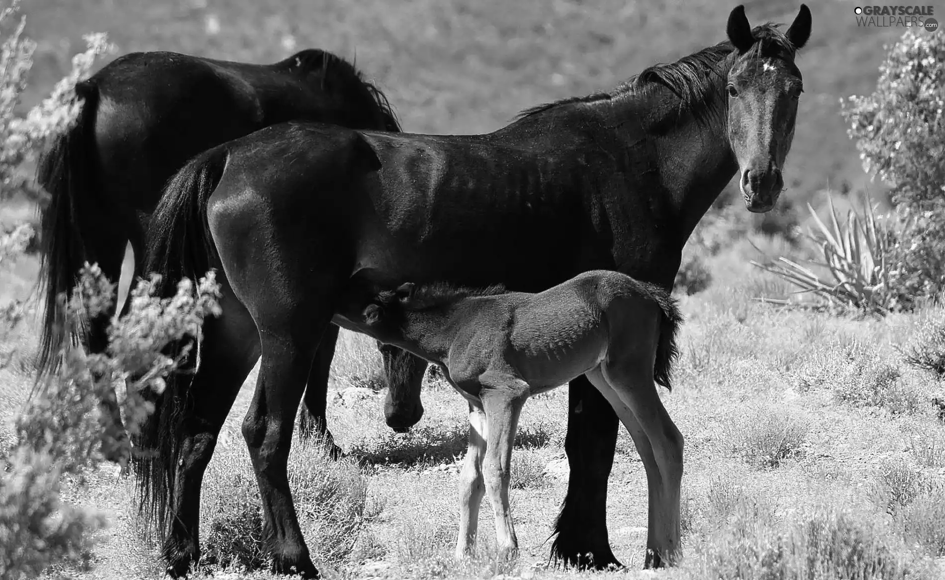 bloodstock, Colt