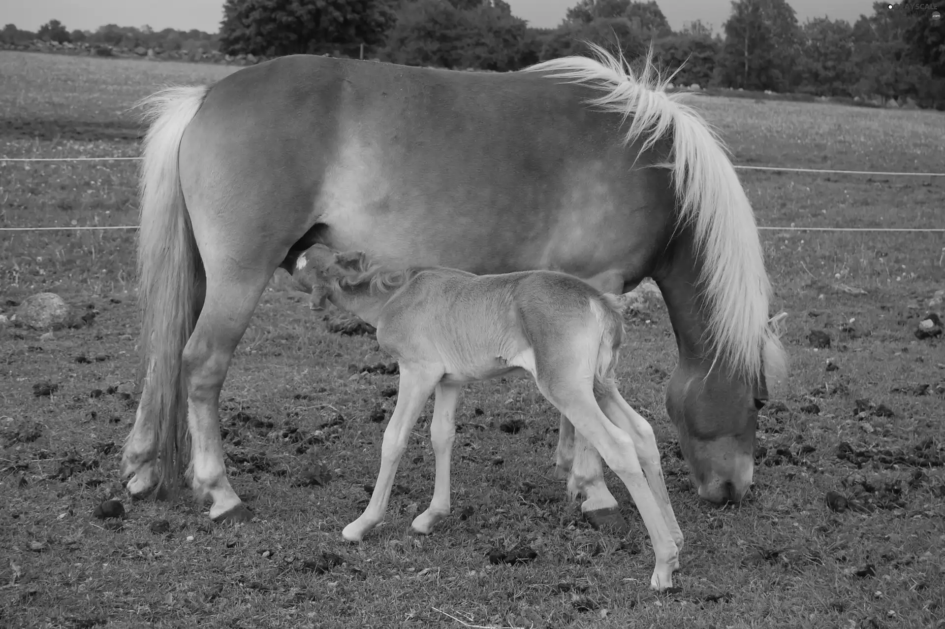 fence, small, Colt, Horse
