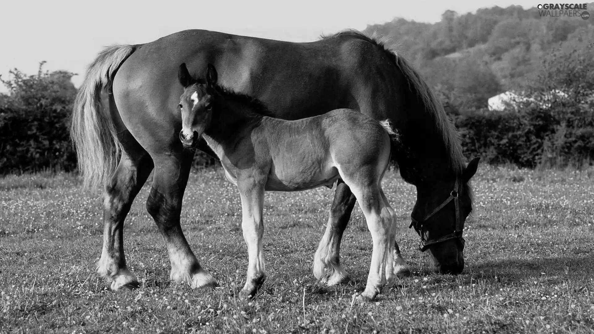 Colt, grass, bloodstock, mother, Two cars