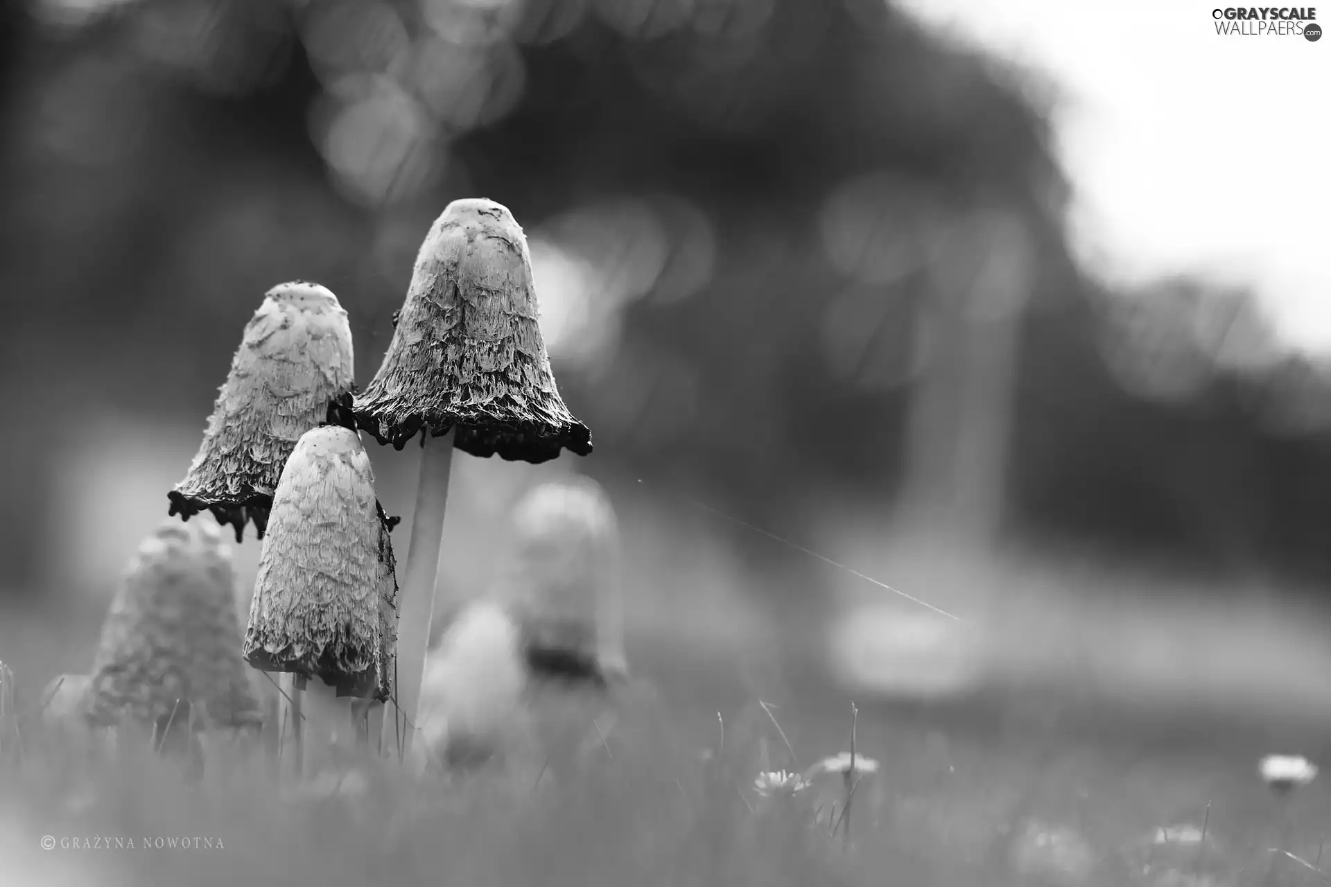 mushrooms, Coprinus Comatus