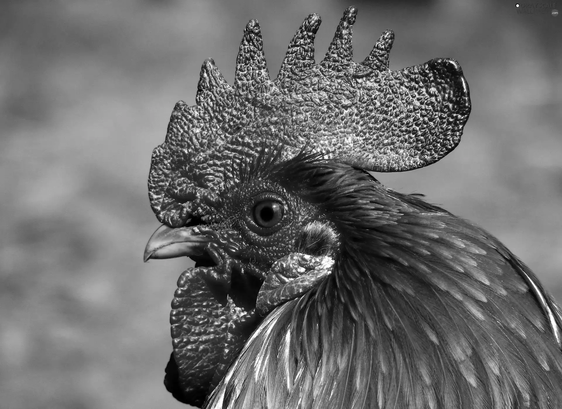 comb, Head, cock