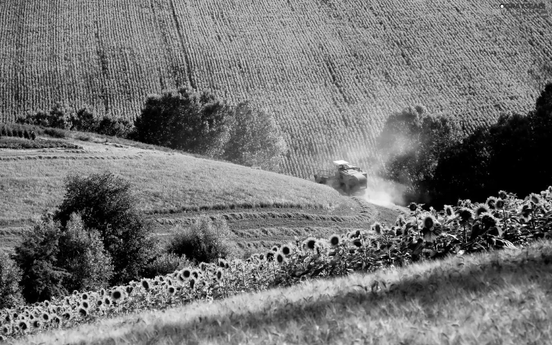 Nice sunflowers, Field, combine-harvester