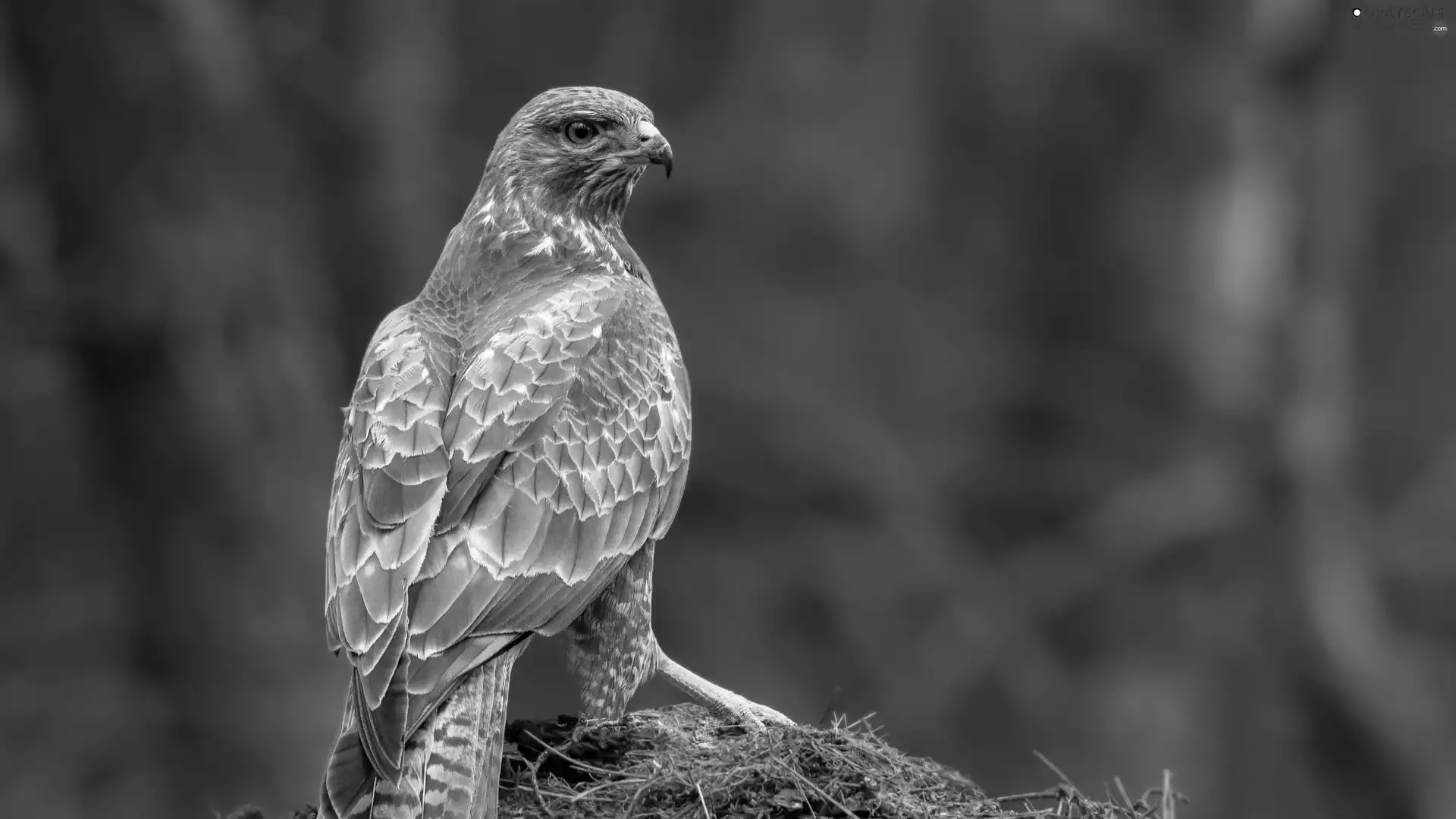 Common Buzzard, Bird