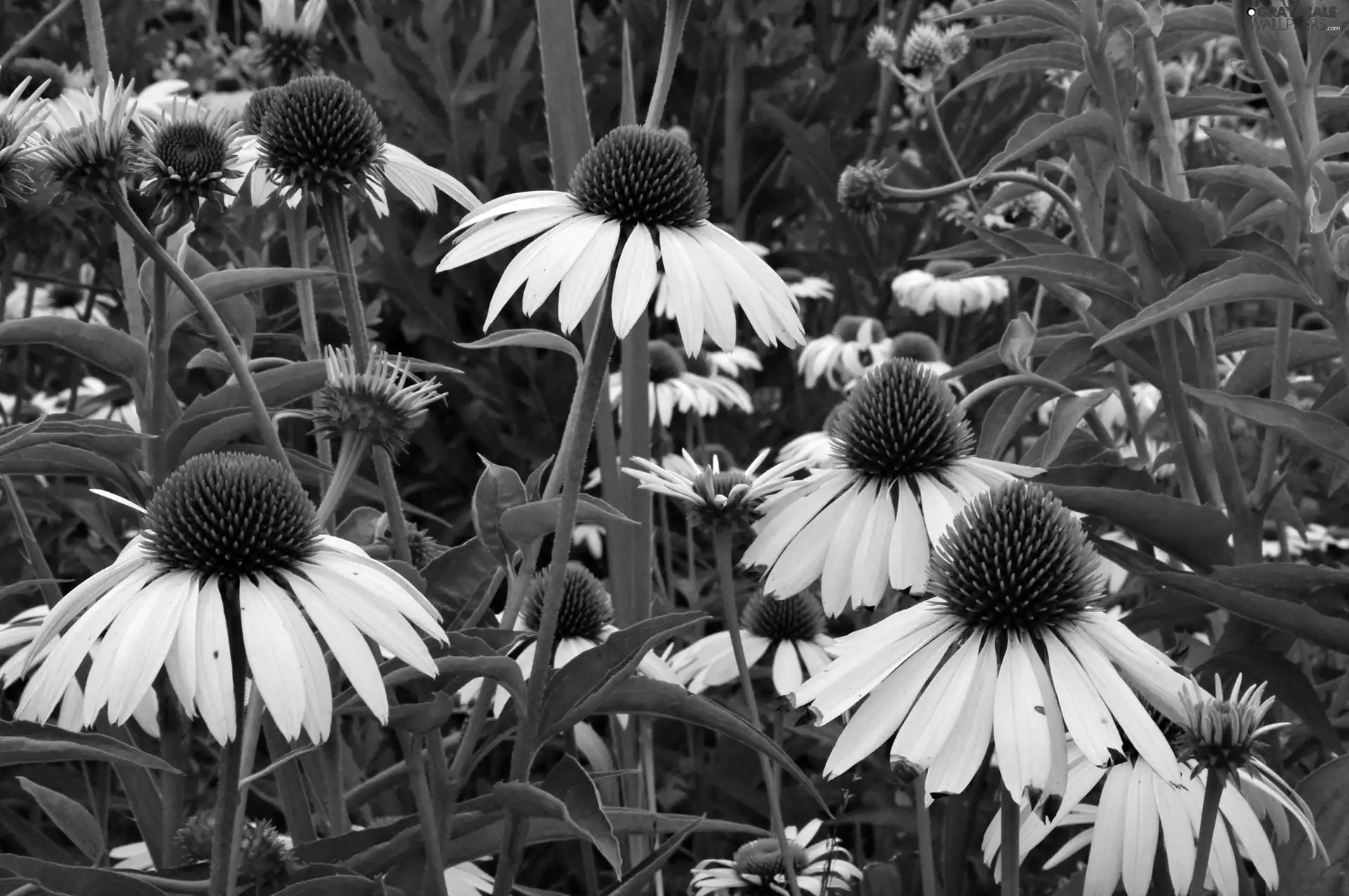 Flowers, echinacea