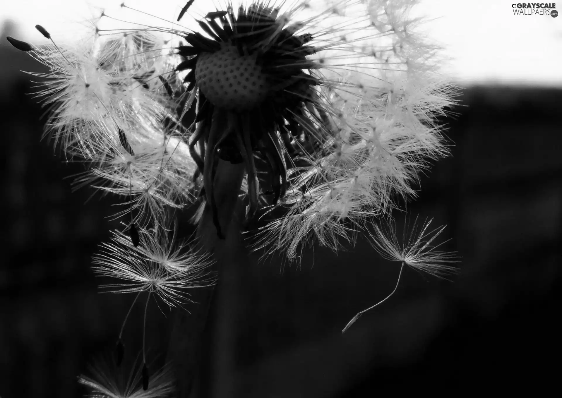 Common Dandelion