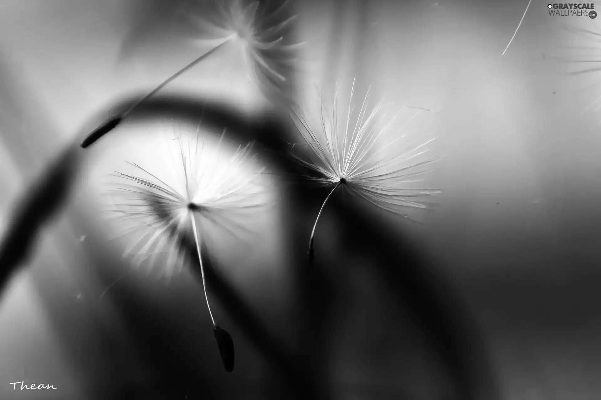 Common Dandelion, dandelion