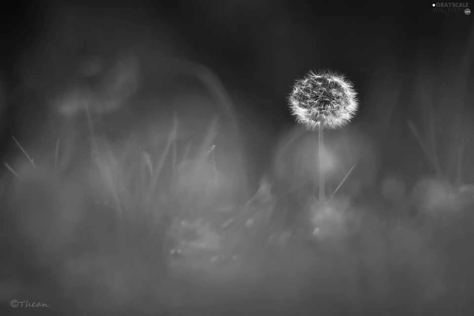 Common Dandelion, dandelion