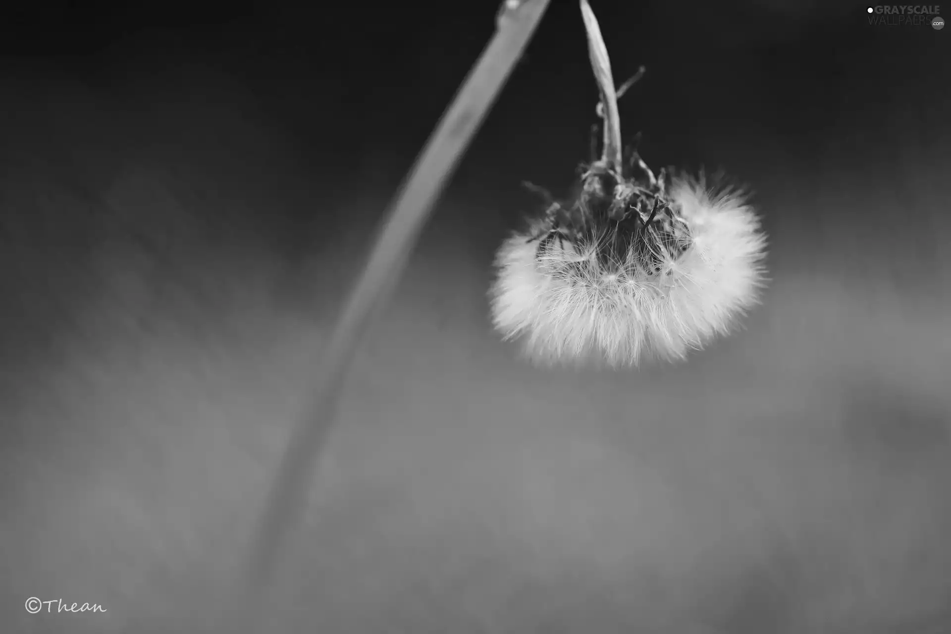 Common Dandelion, dandelion