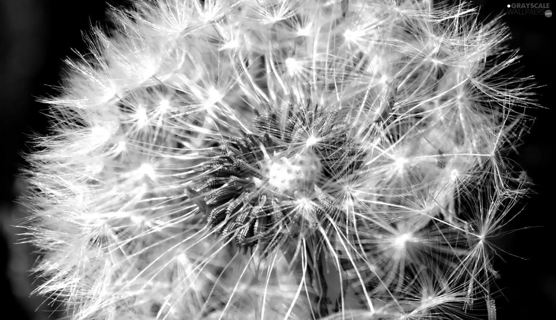 Common Dandelion