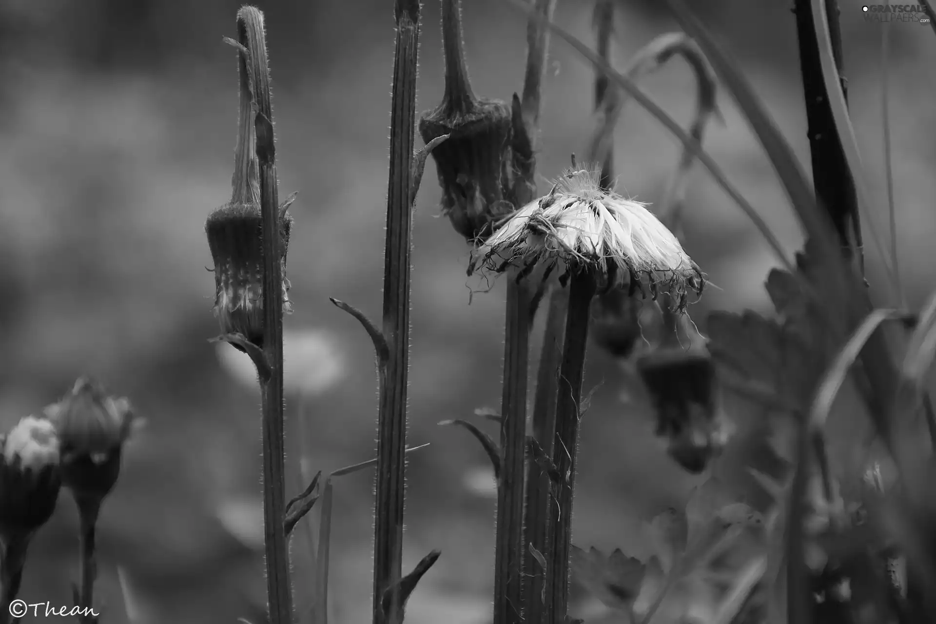 Common Coltsfoot, fading