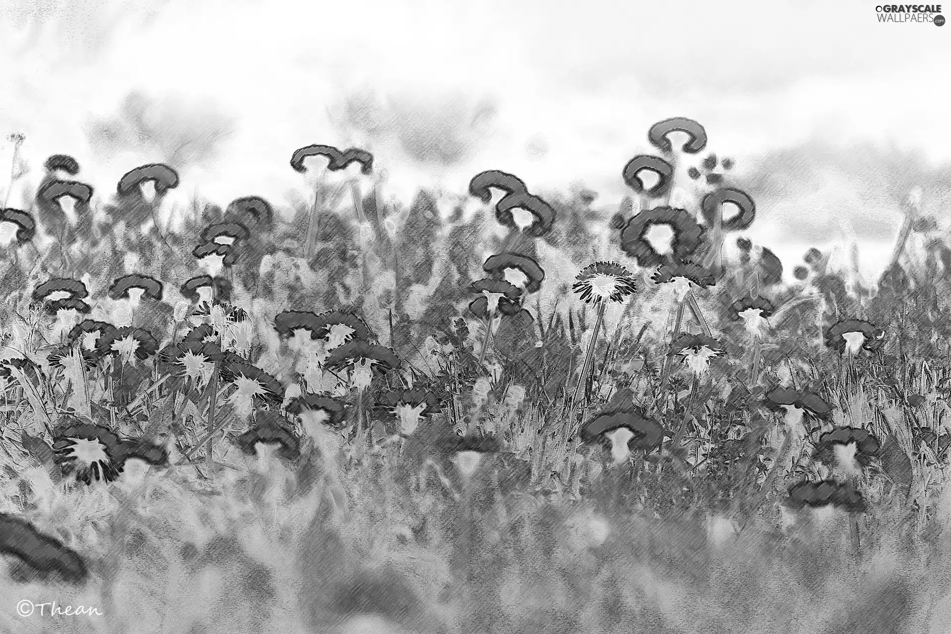 Common Dandelion, graphics