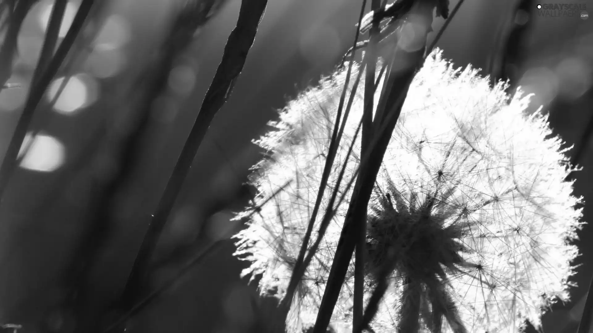 grass, puffball, common, Seeds