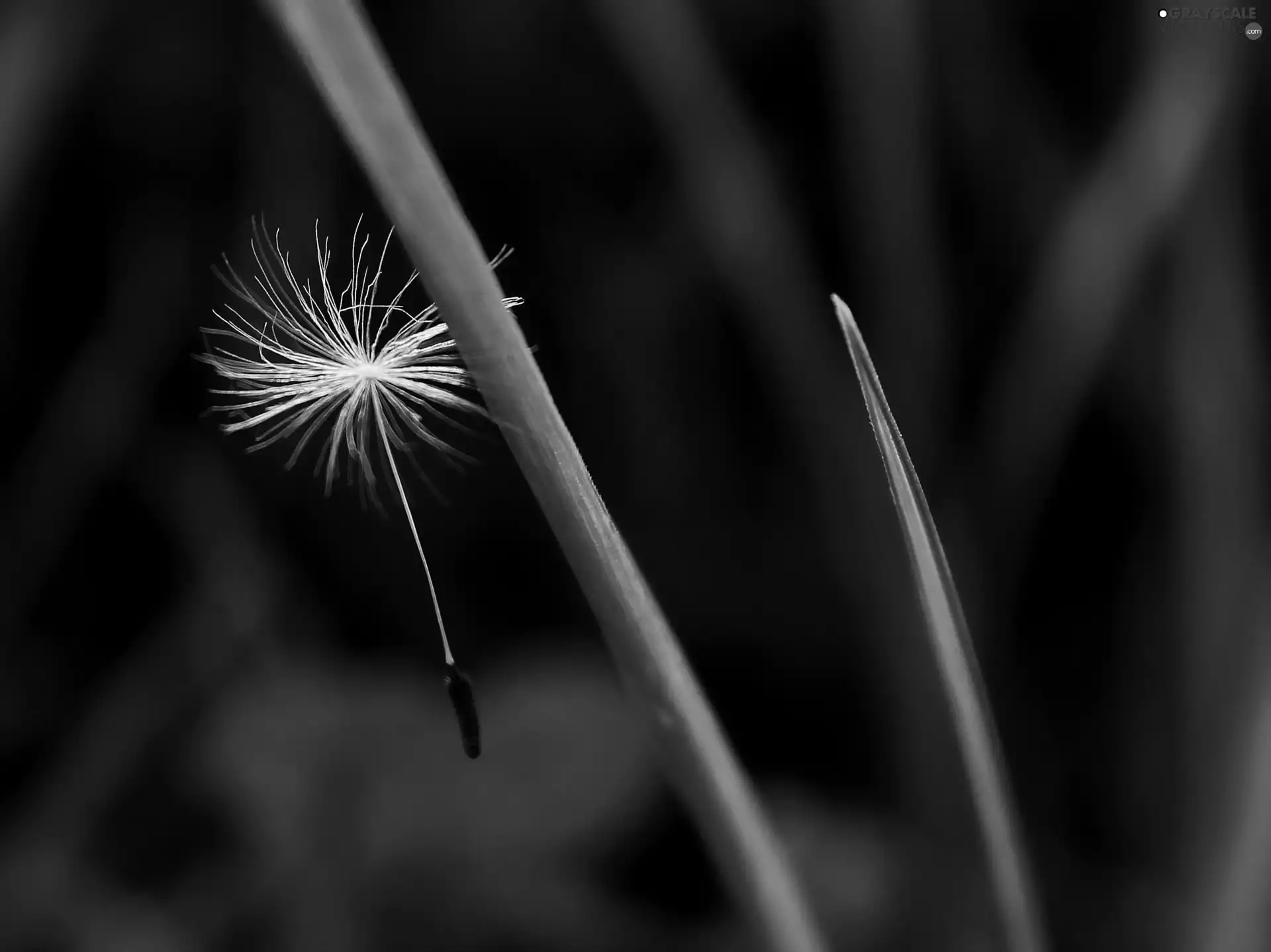 dandelion, puffball, common