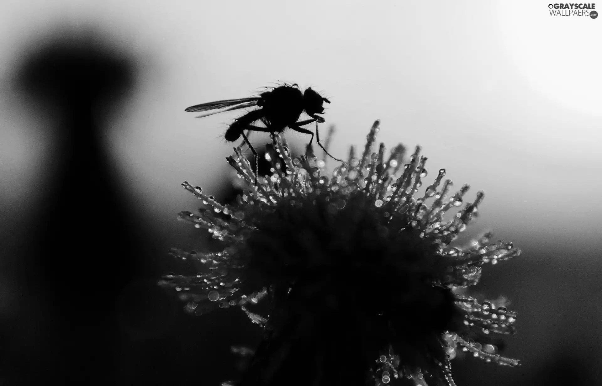 common, fly, puffball