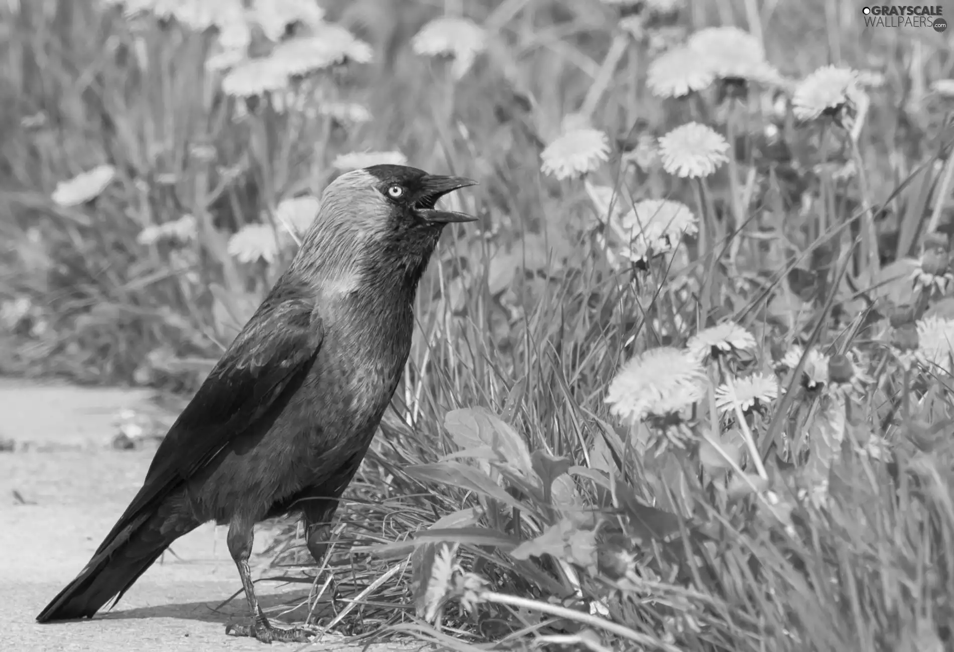 common, jackdaw, puffball