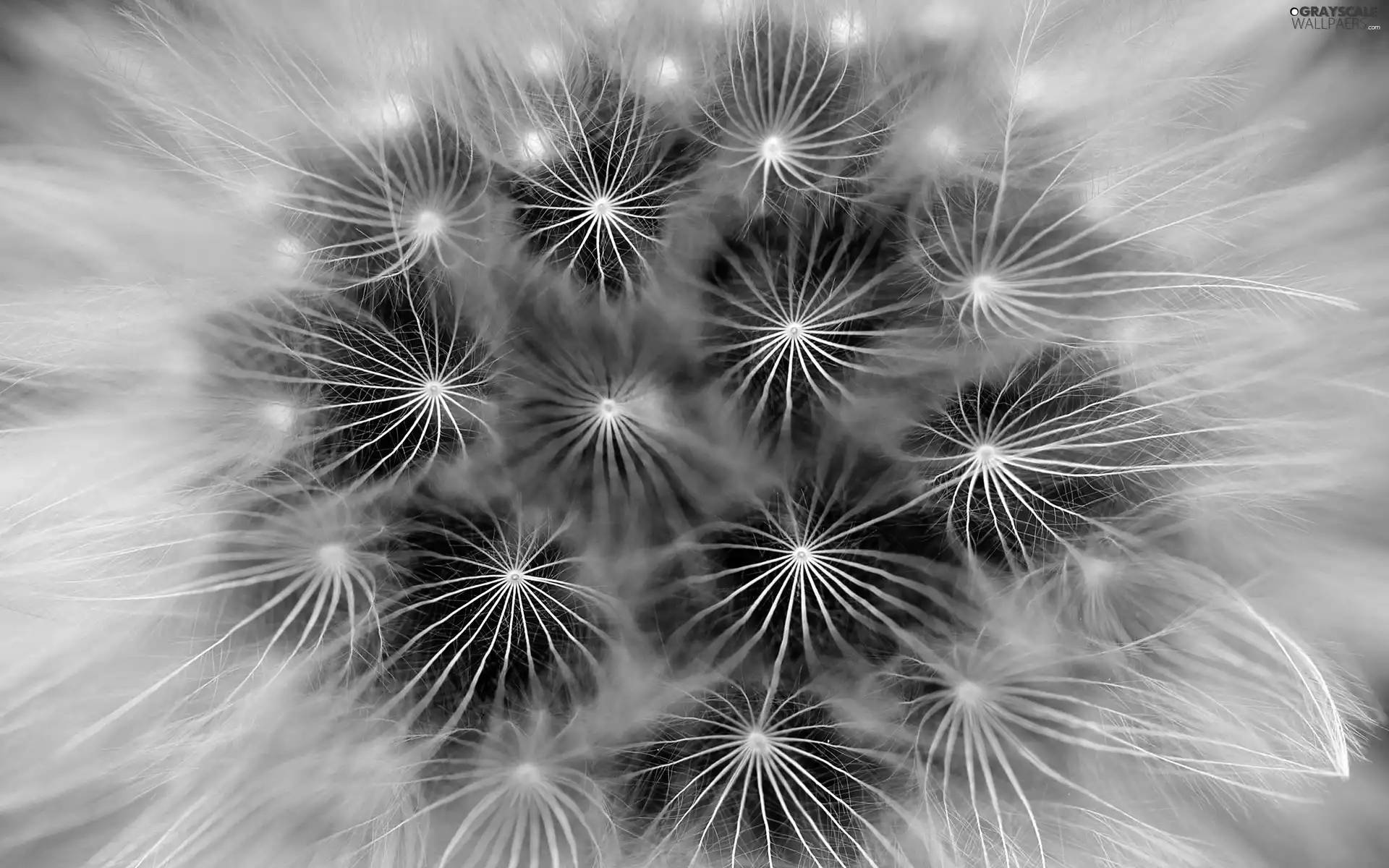 Seeds, dandelion, Common Dandelion