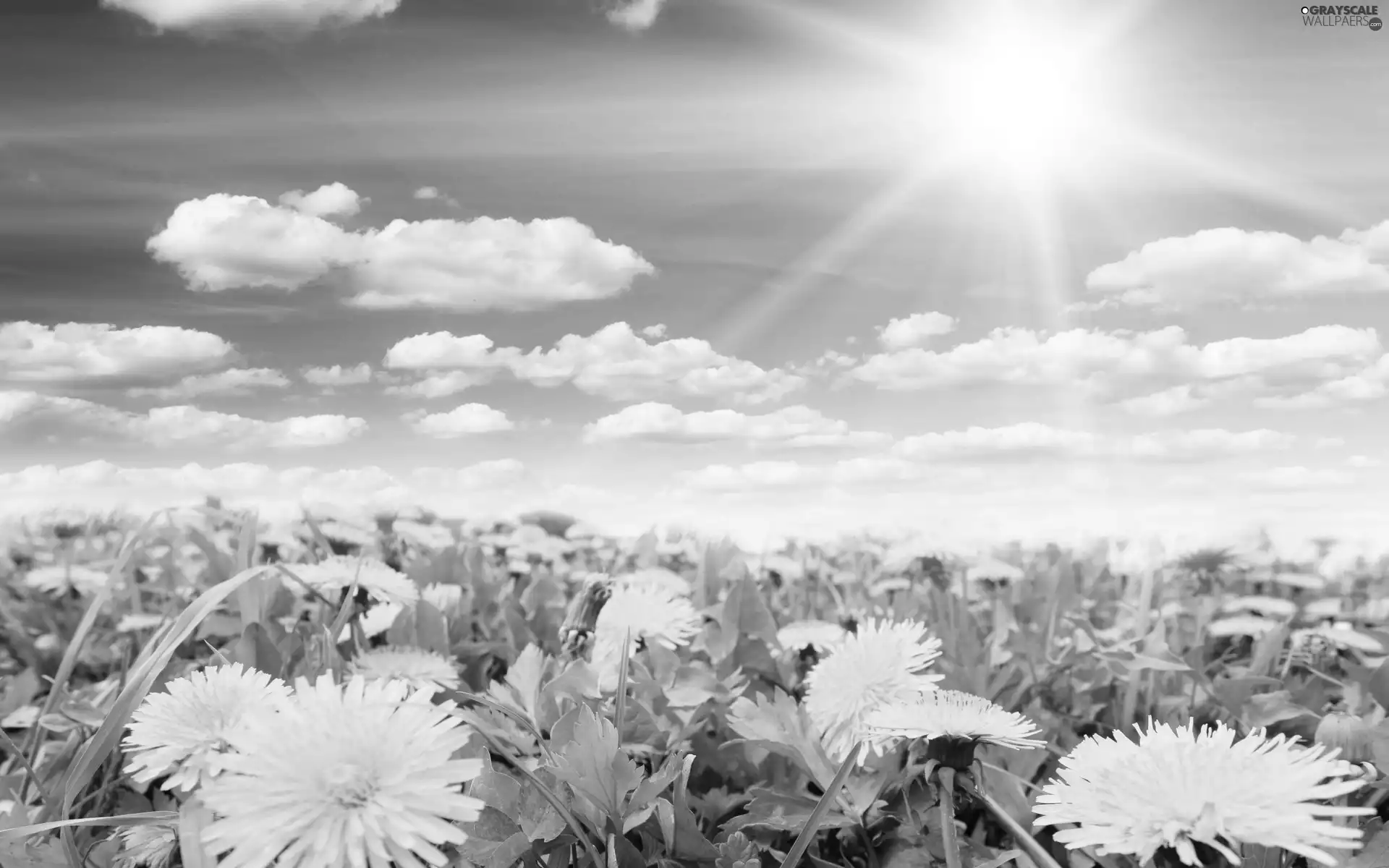 Spring, Sky, Common Dandelion, Meadow