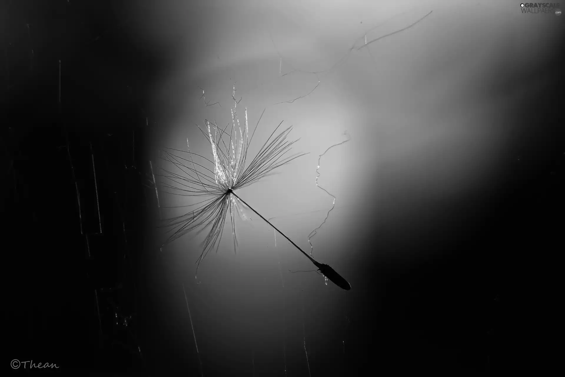 Web, seed, Common Dandelion