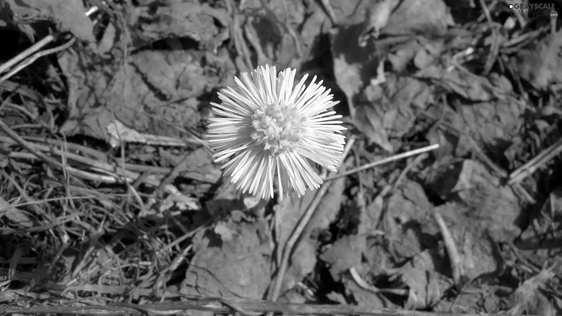 Beluga Whales, coltsfoot, common