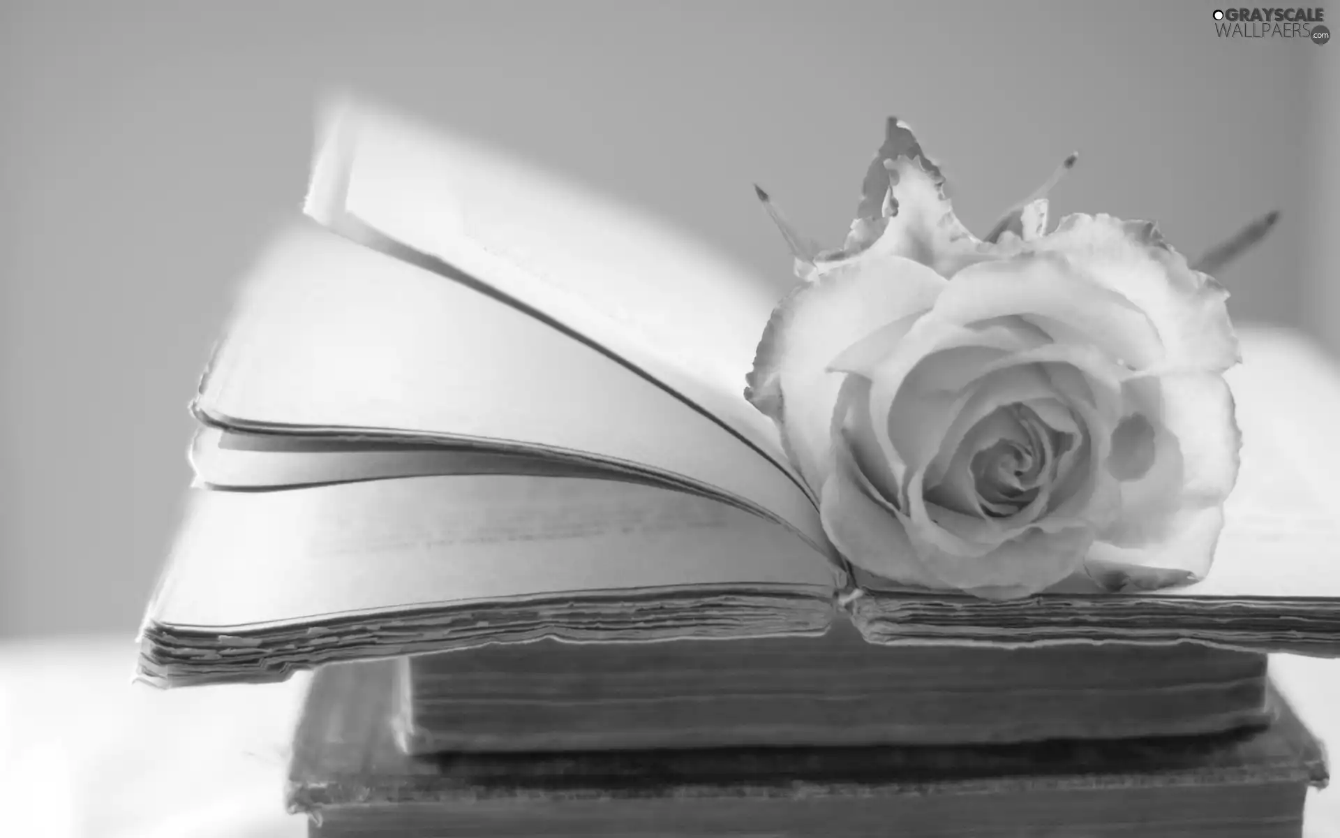 composition, rose, Books