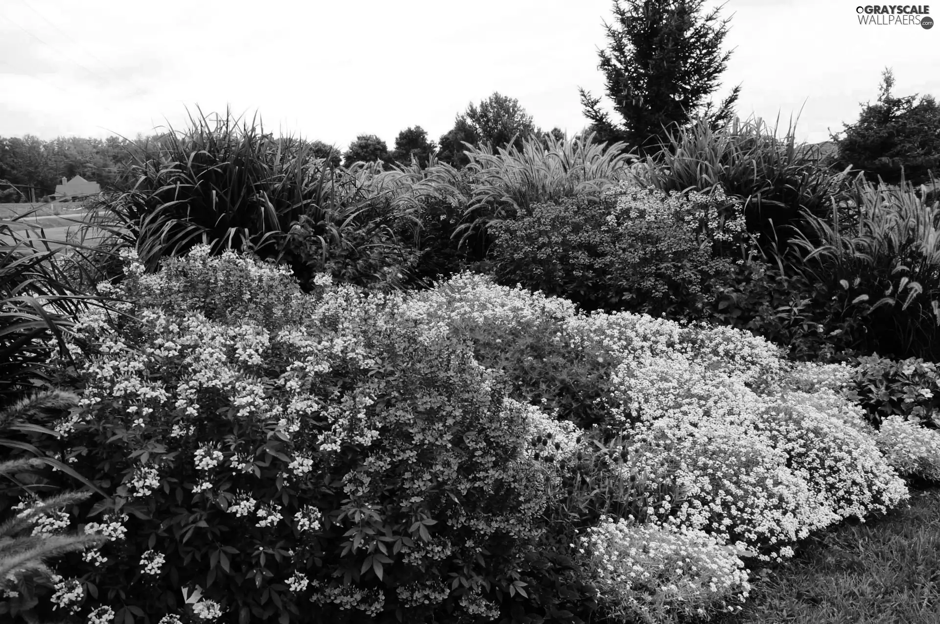 composition, color, Flowers