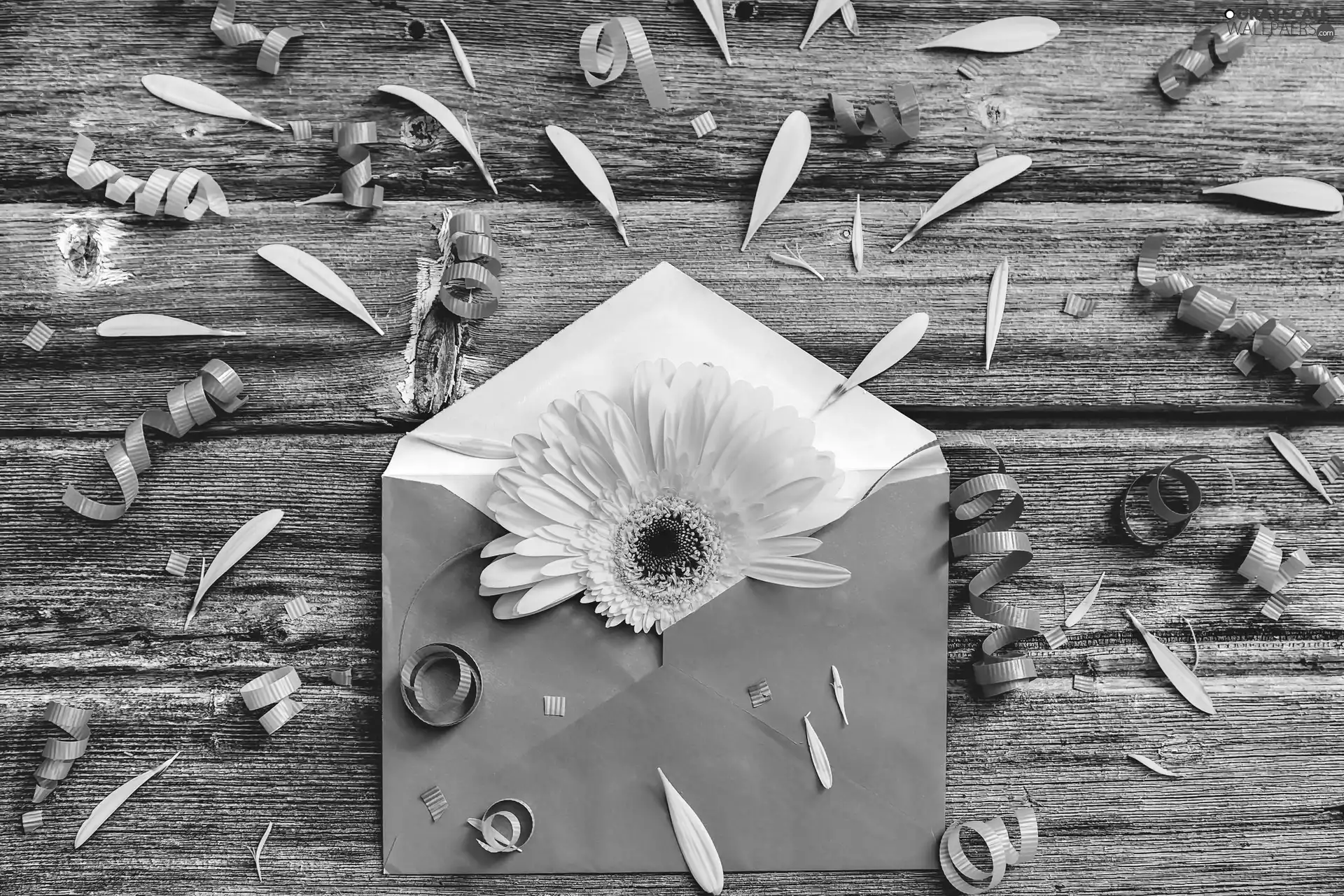Gerbera, envelope, ribbons, composition, flakes, Yellow Honda