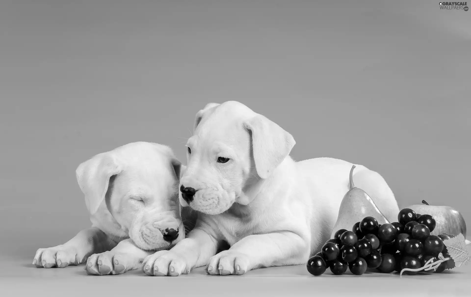 Fruits, puppies, Truck concrete mixer, Apple, Grapes, Bulteriery