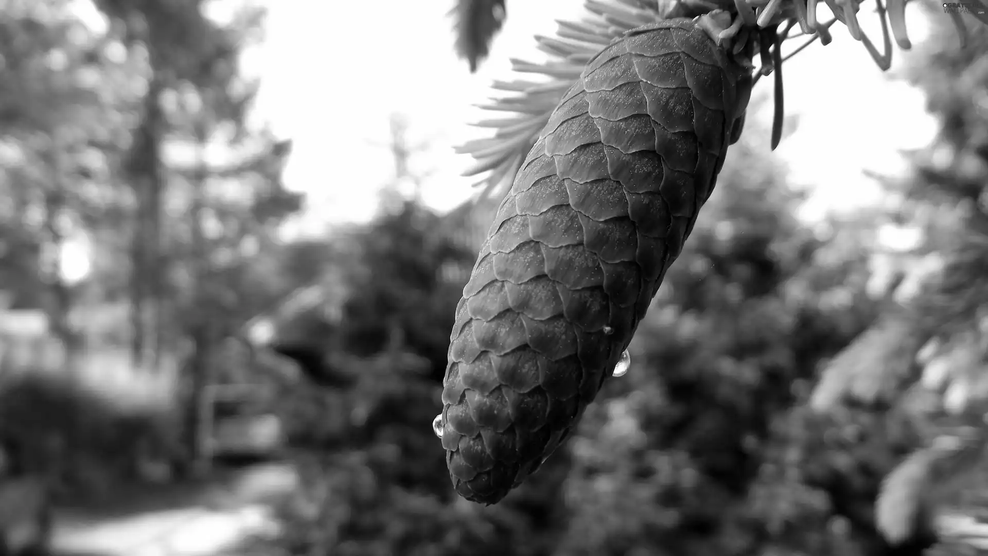 cone