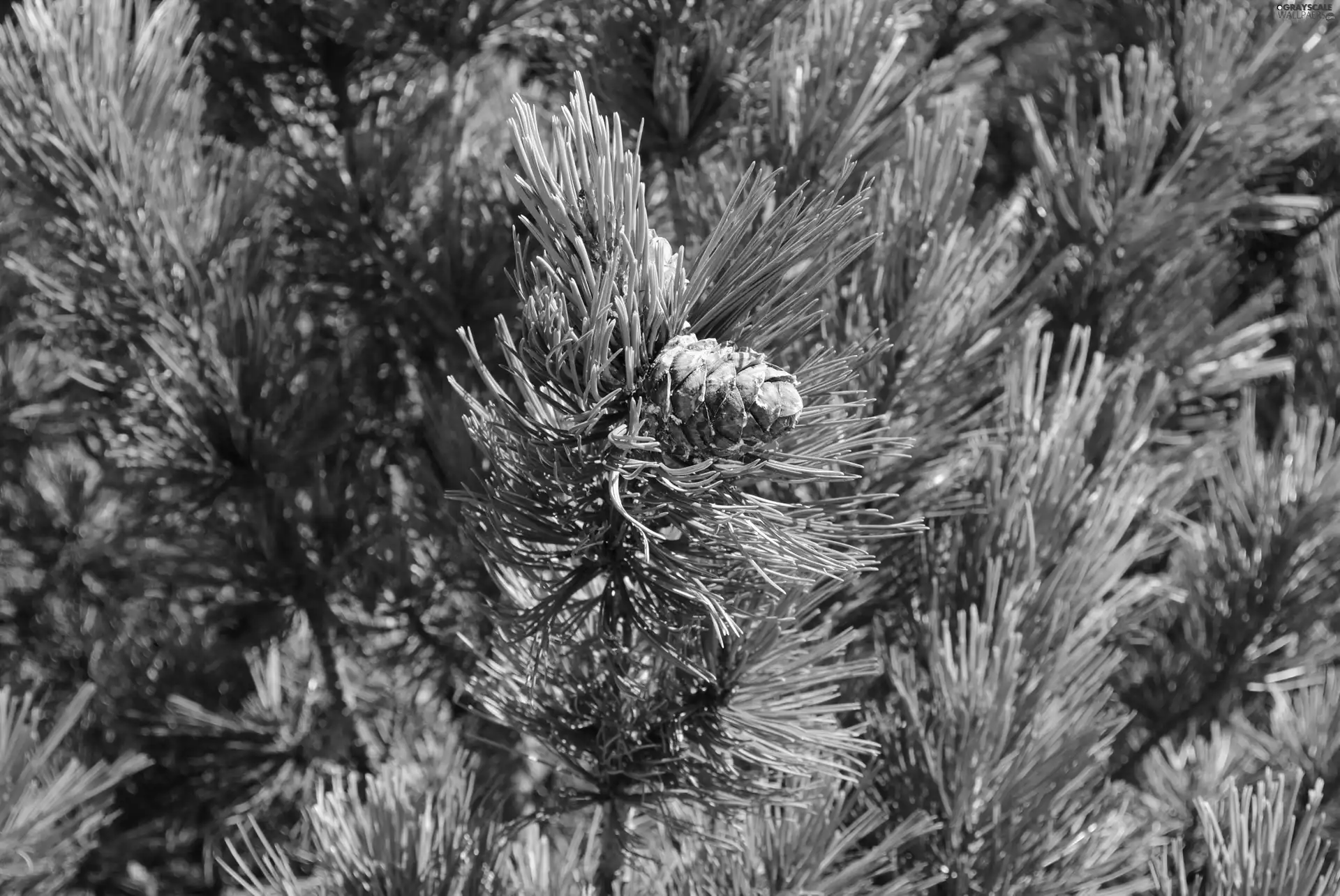 Conifers, cone