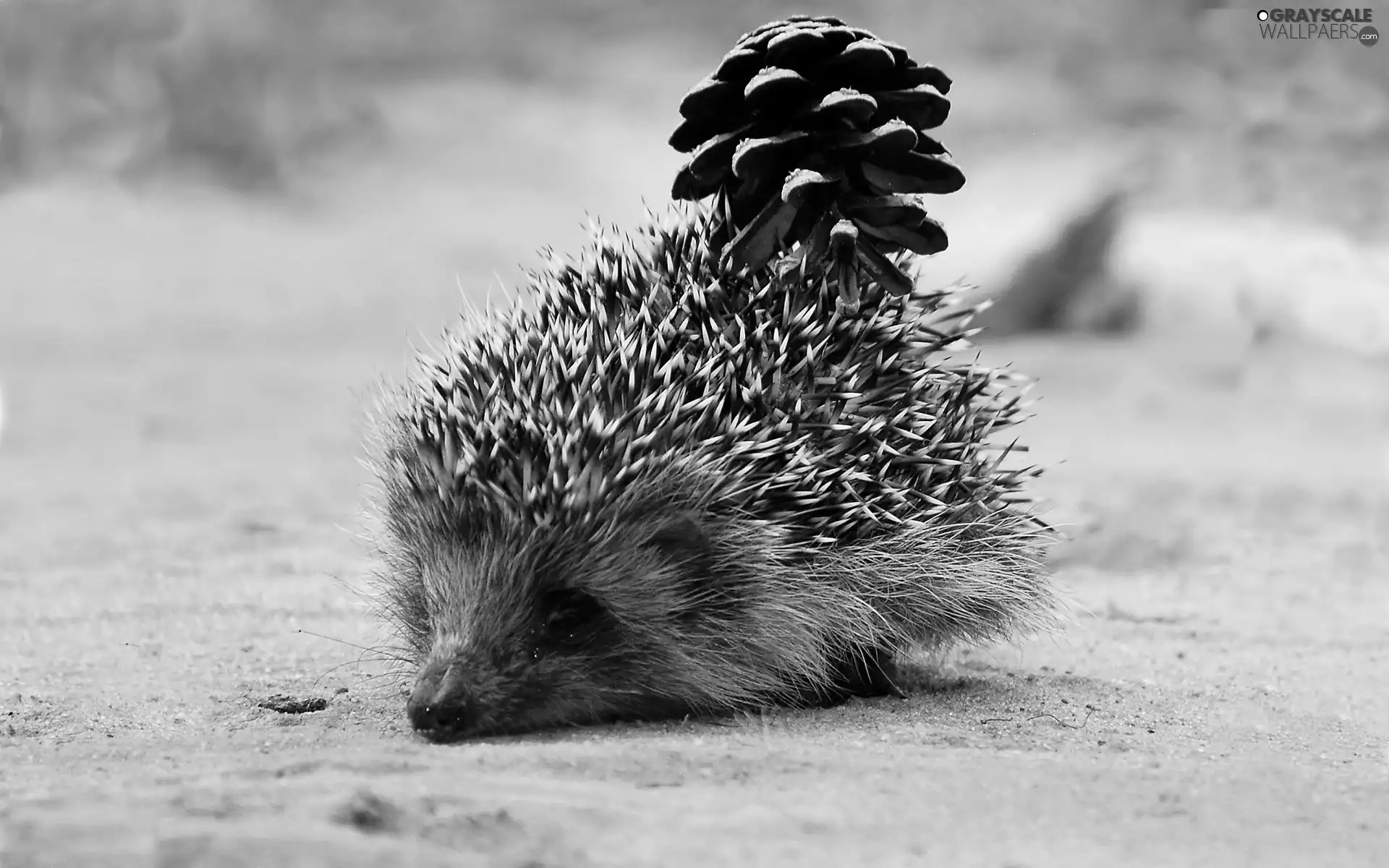 hedgehog, cone