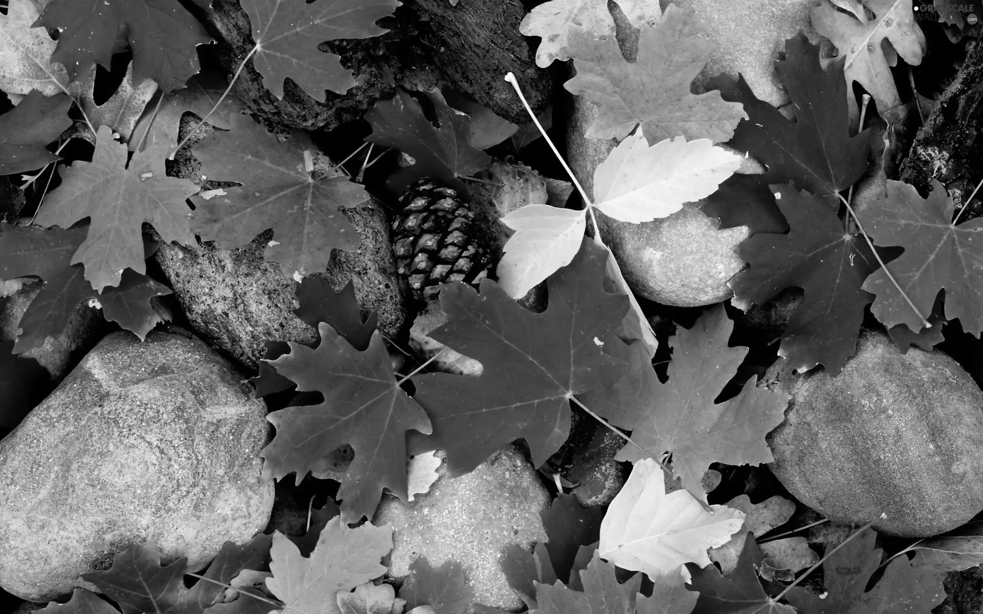 cone, Leaf, Stones