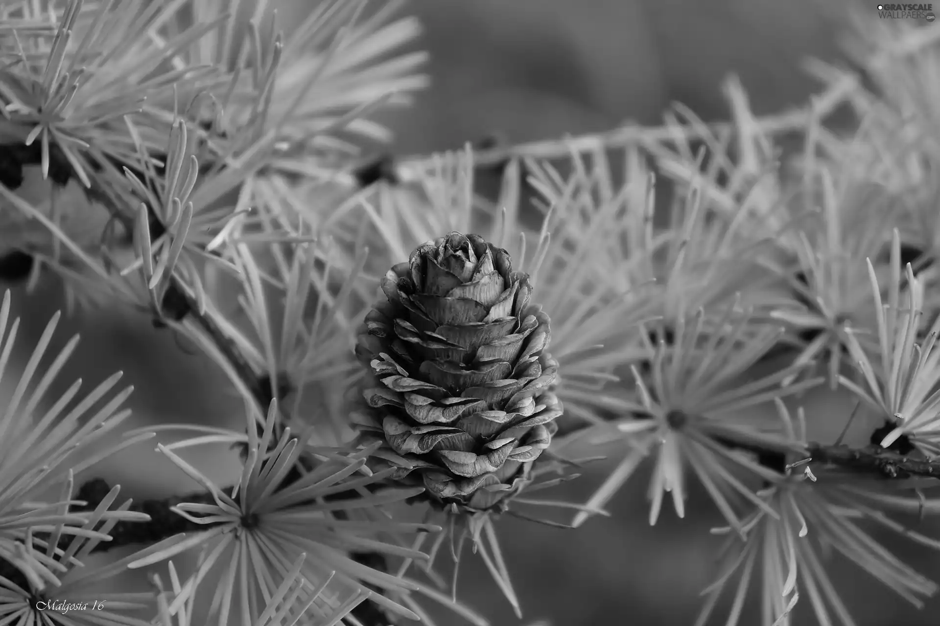 cone, conifer, Twigs