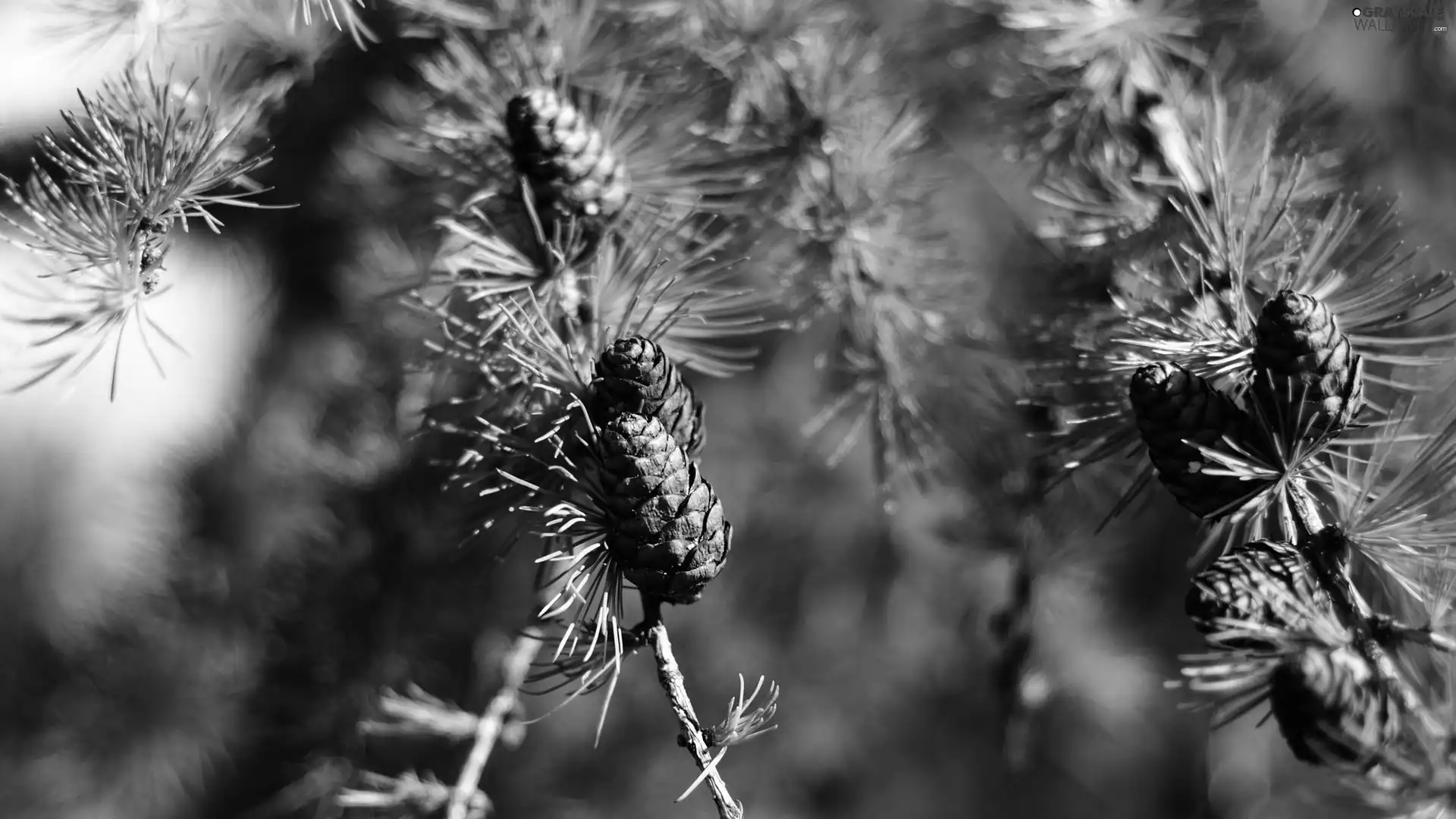 cones, twig, conifer