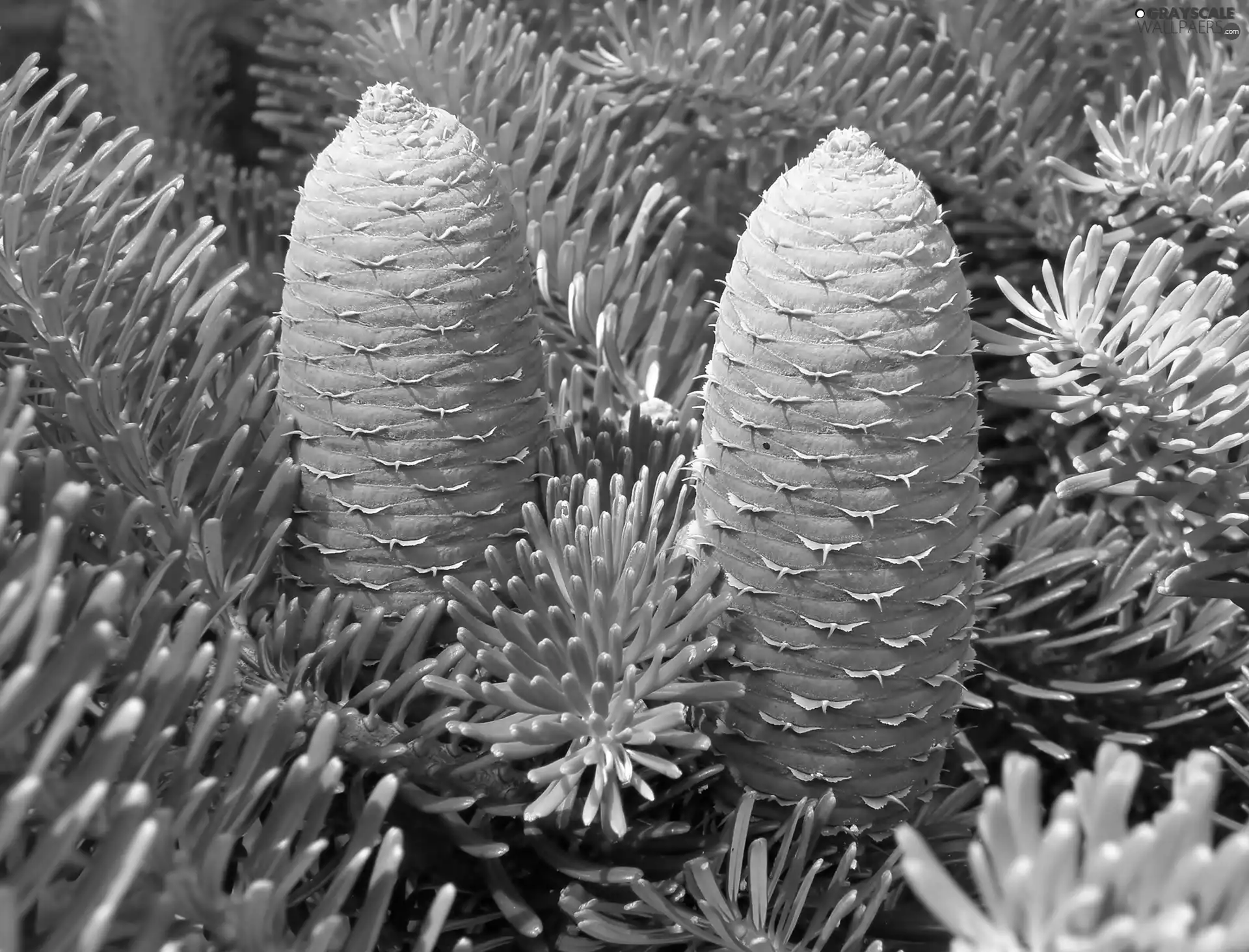 Korean Fir, cones