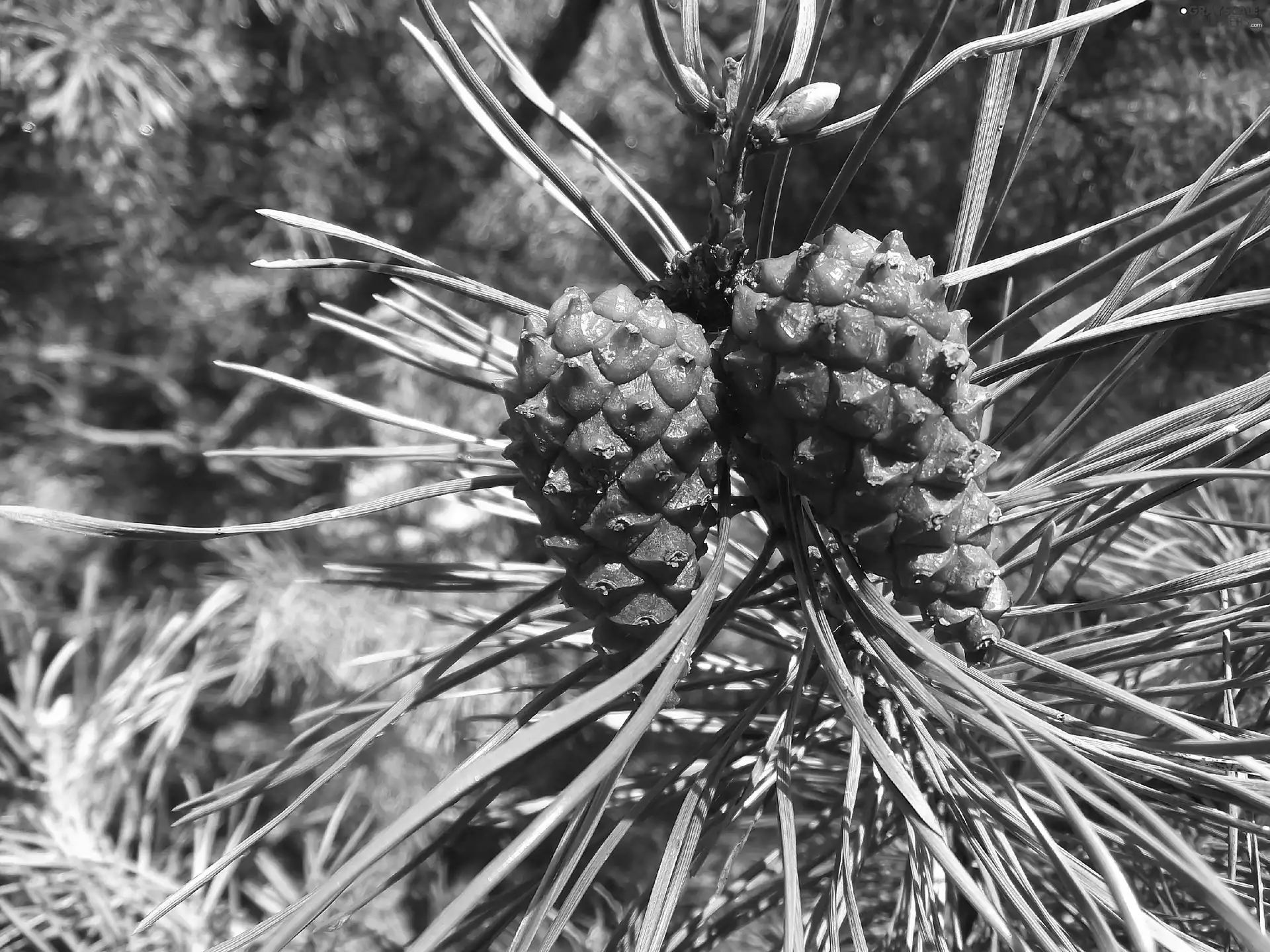 maturing, cones