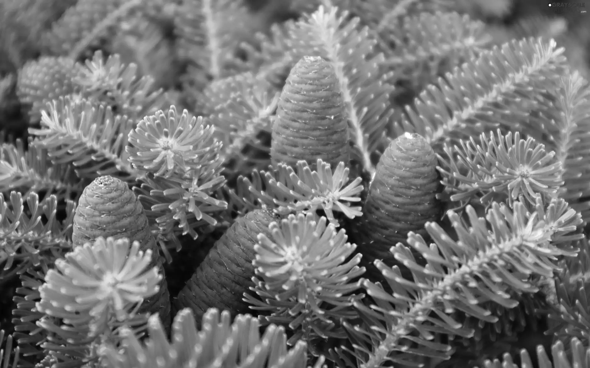 green ones, Blue, cones, Twigs