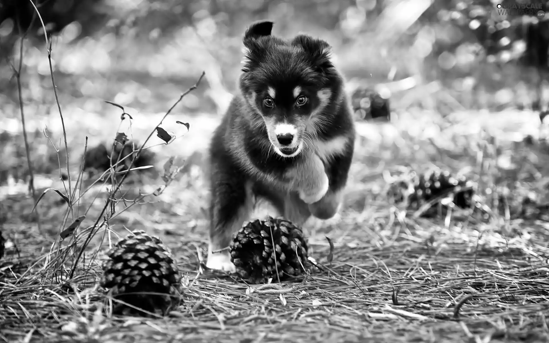 Puppy, cones