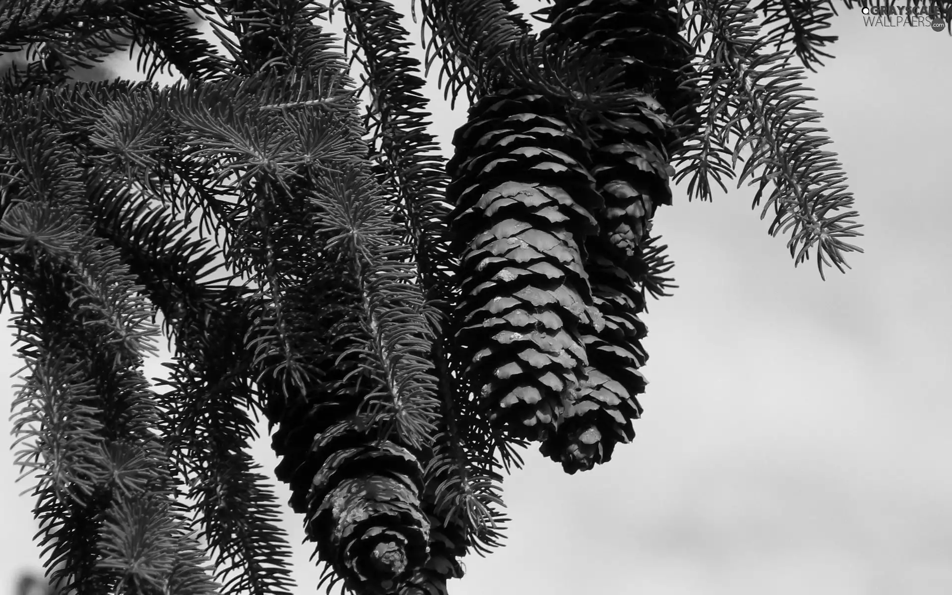 cones, Twigs, spruce