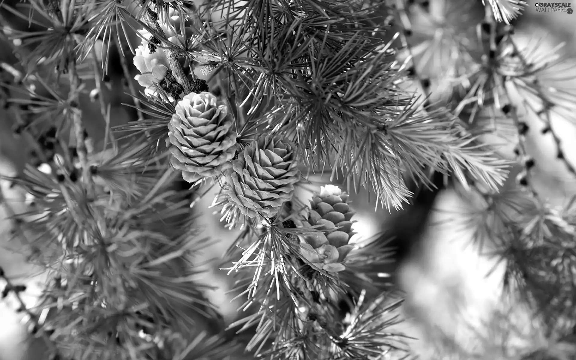 cones, branch, Swierk