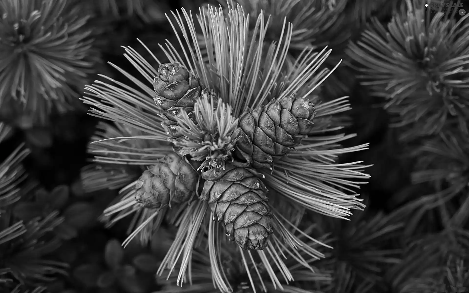 cones, pine, twig