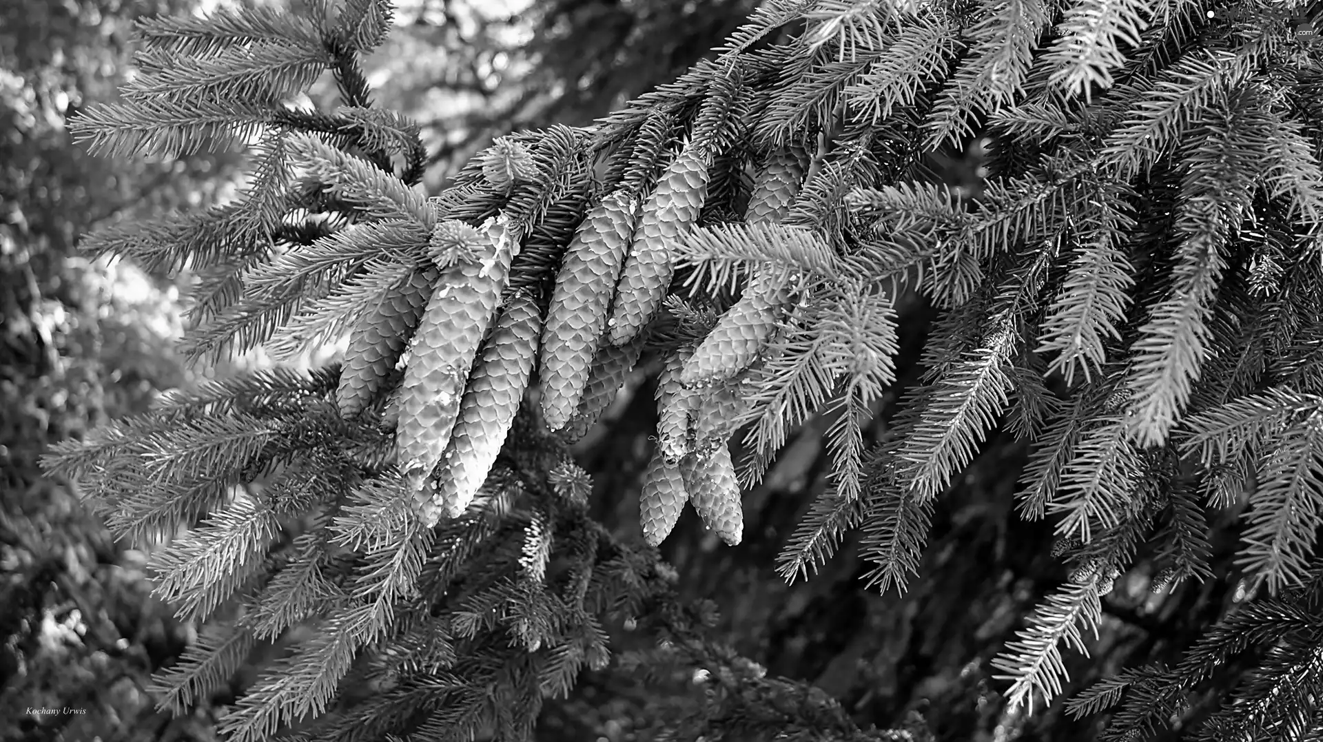 cones, spruce, Twigs